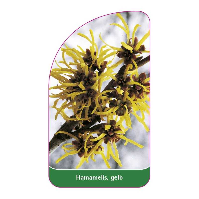 hamamelis-gelb1