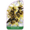 hamamelis-mollis1