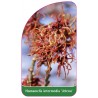 hamamelis-intermedia-jelena-1