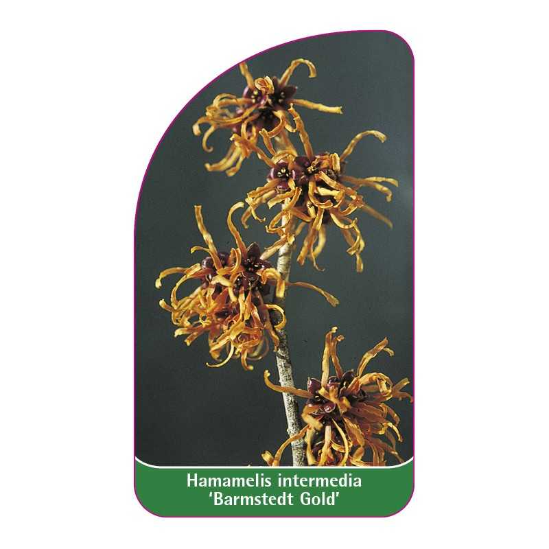 hamamelis-intermedia-barmstedt-gold-1