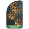 hamamelis-intermedia-barmstedt-gold-1