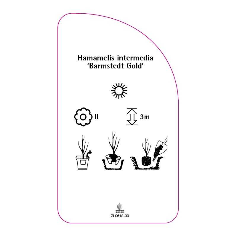 hamamelis-intermedia-barmstedt-gold-0