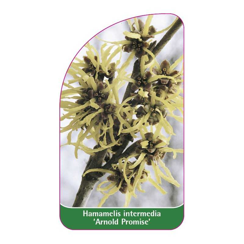 hamamelis-intermedia-arnold-promise-1