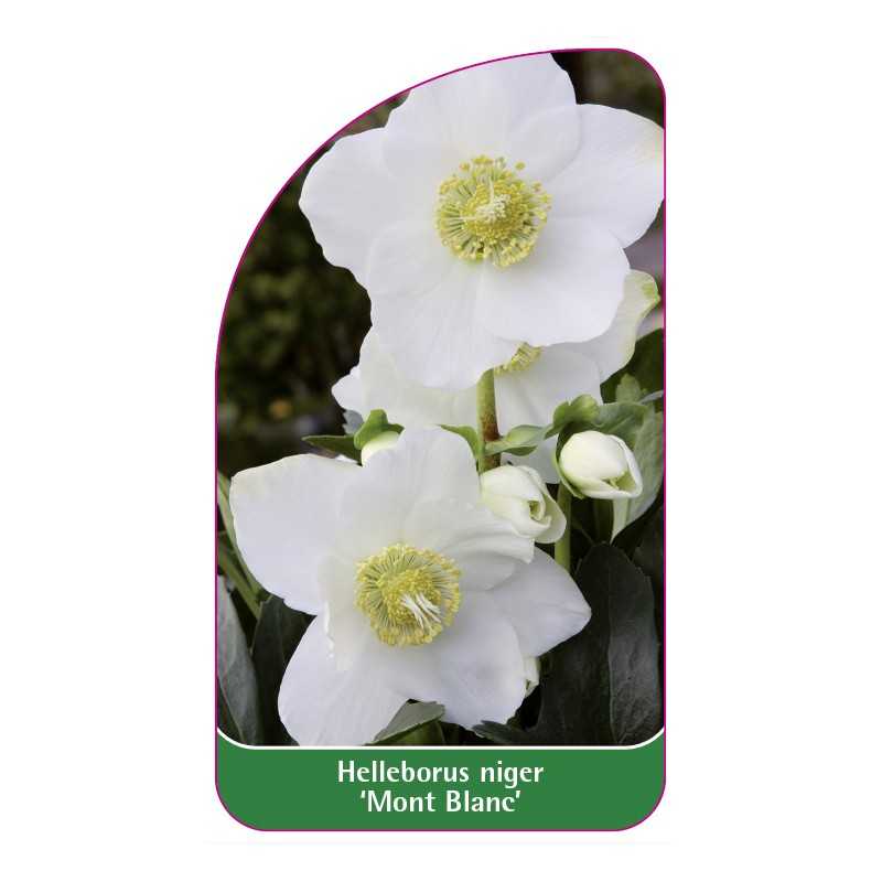 helleborus-niger-mont-blanc-1