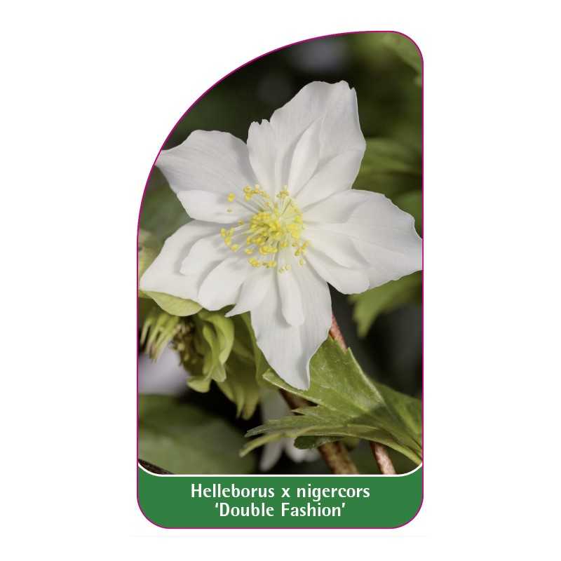 helleborus-x-nigercors-double-fashion-1