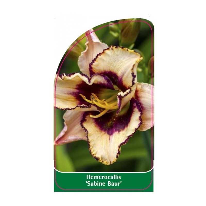 hemerocallis-sabine-baur-1