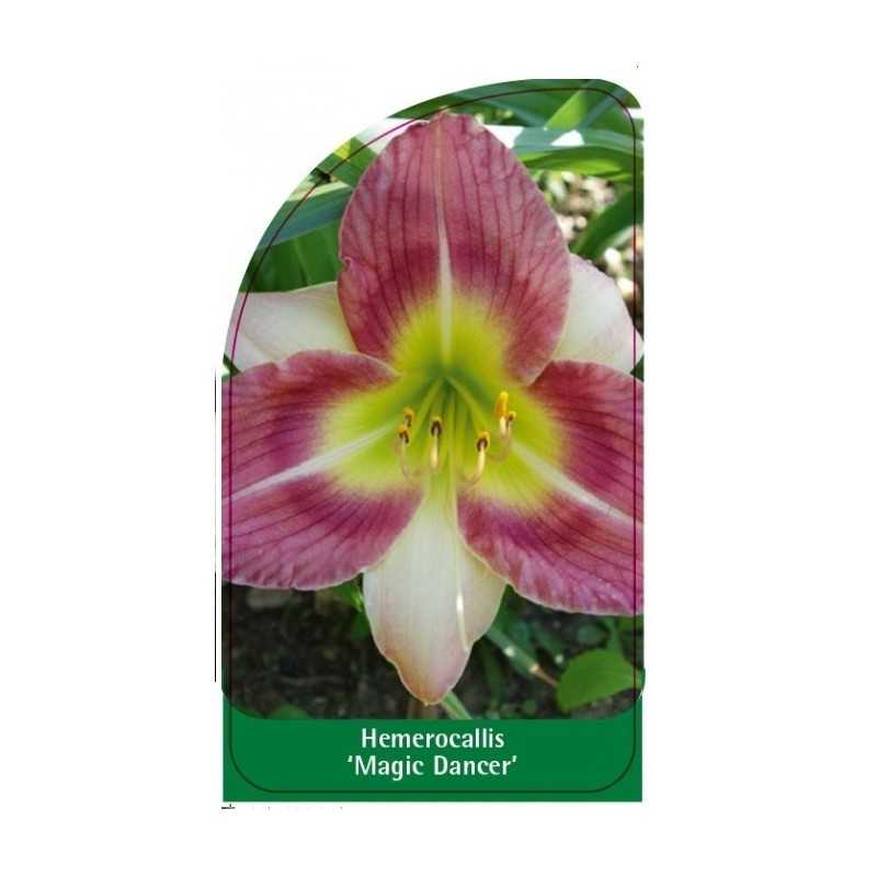 hemerocallis-magic-dancer-1