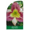 hemerocallis-magic-dancer-1