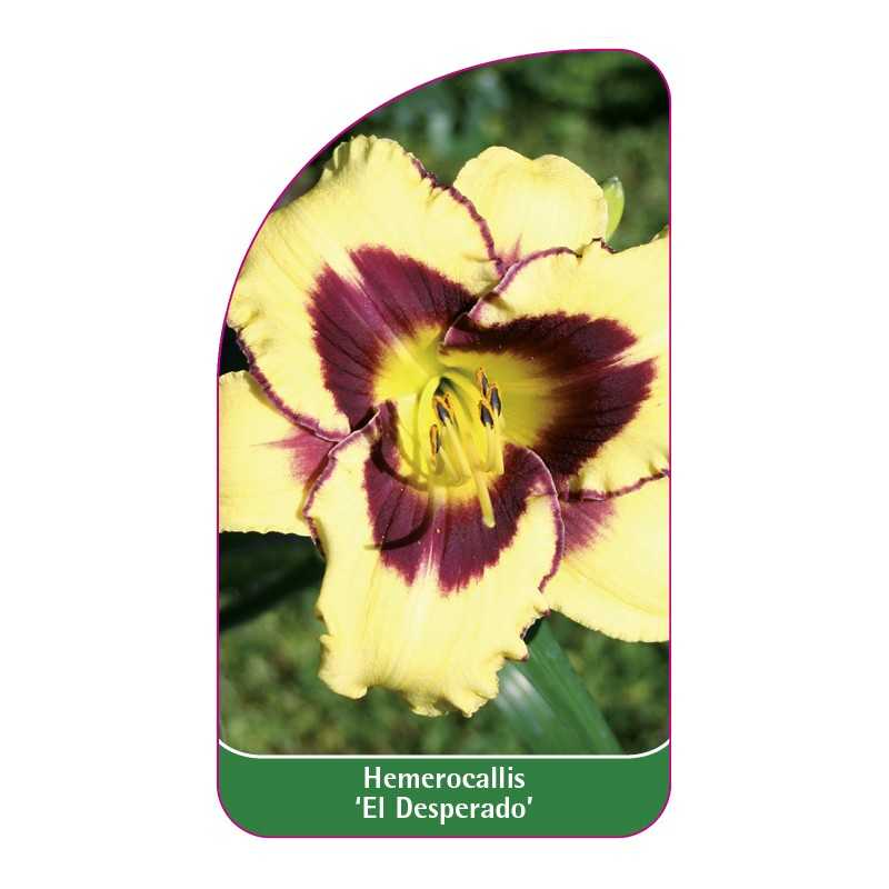 hemerocallis-el-desperado-1