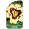 hemerocallis-el-desperado-1