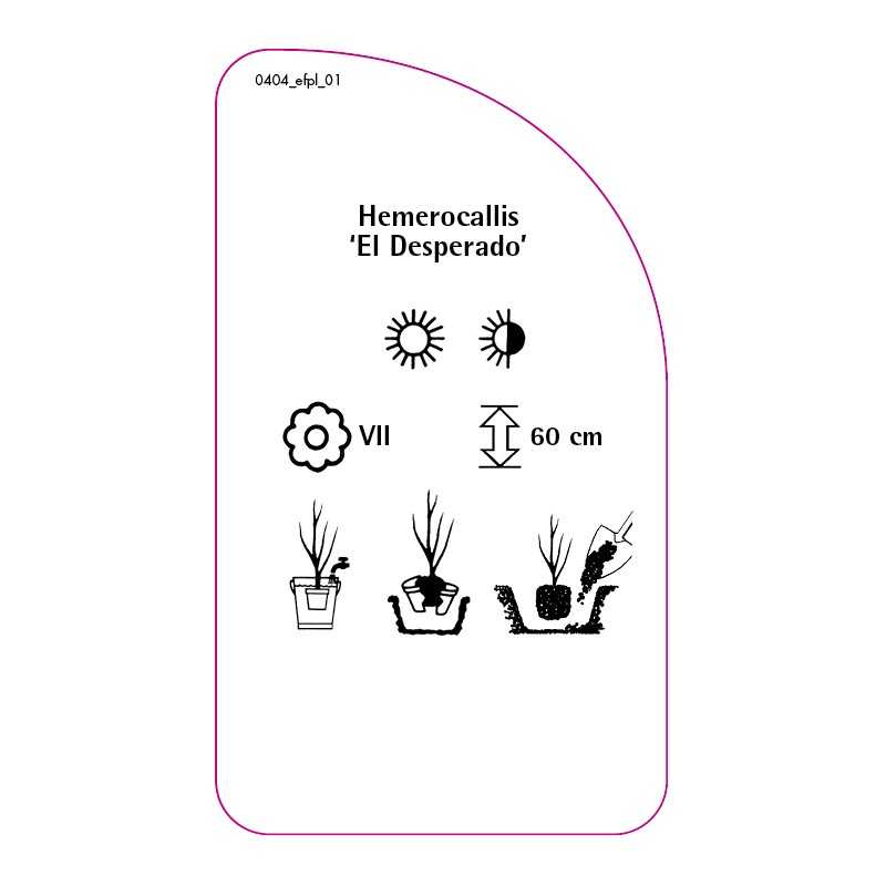 hemerocallis-el-desperado-0