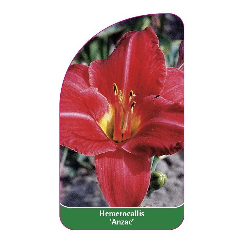 hemerocallis-anzac-1