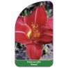 hemerocallis-anzac-1