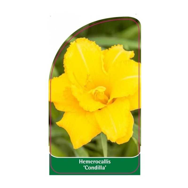 hemerocallis-condilla-1