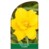 hemerocallis-condilla-1