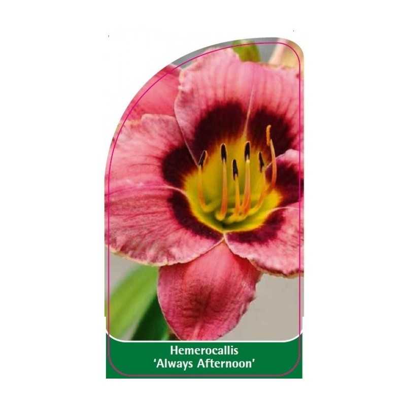 hemerocallis-always-afternoon-1