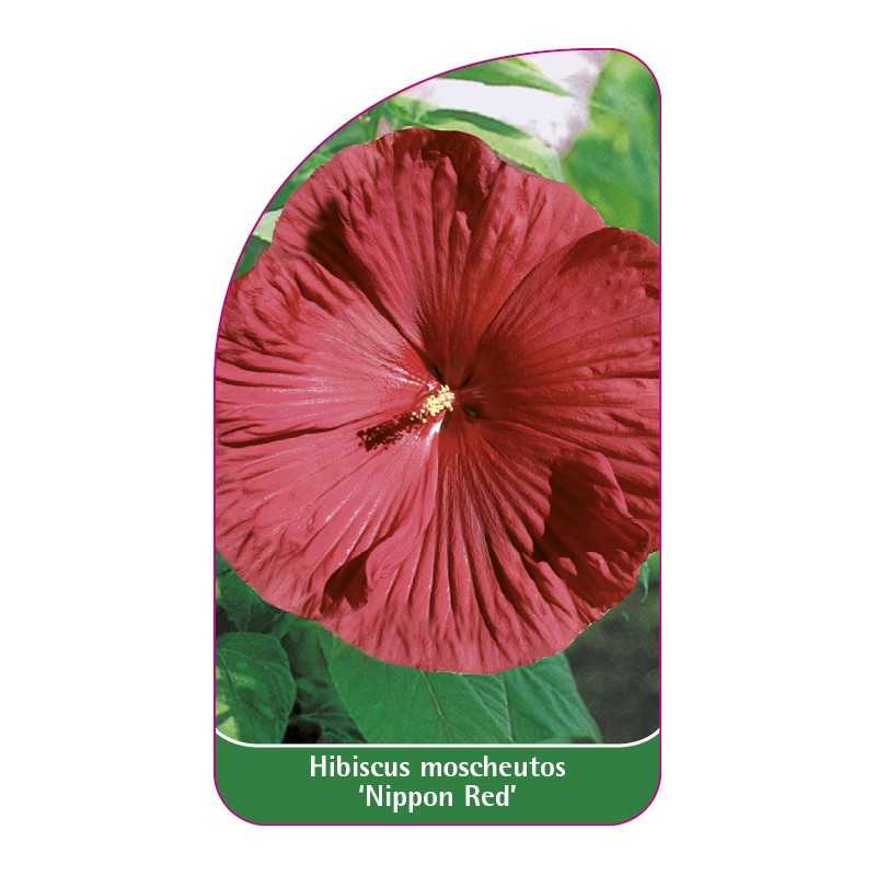 hibiscus-moscheutos-nippon-red-1