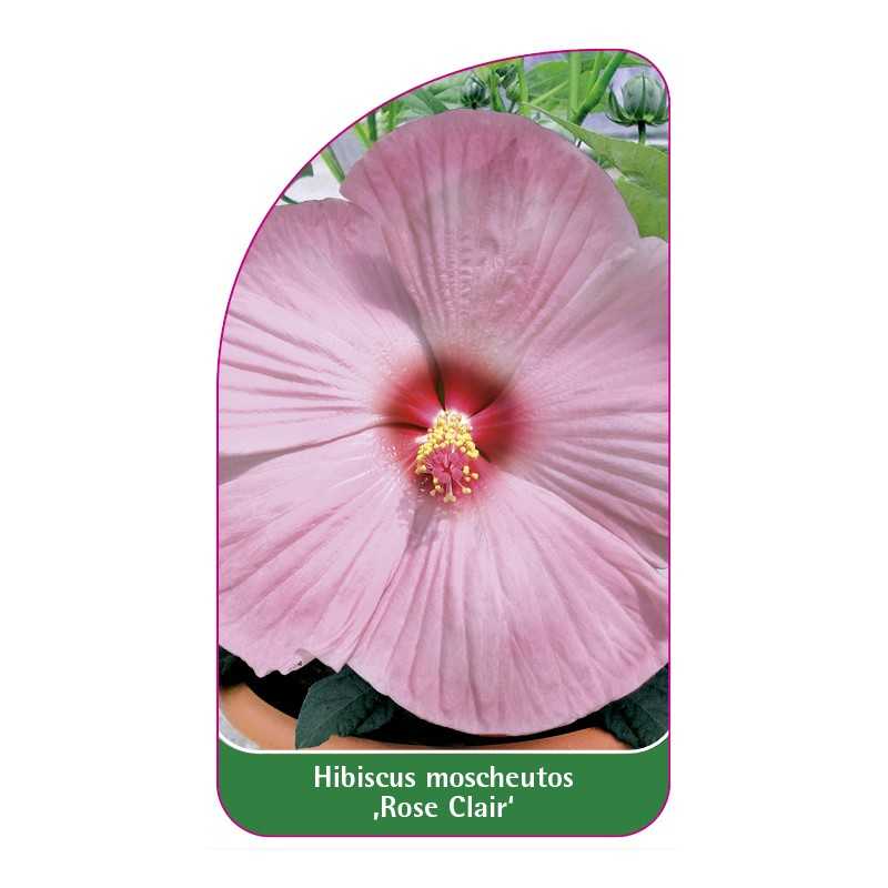 hibiscus-moscheutos-rose-clair-1