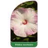 hibiscus-moscheutos-rozowo-bialy-bylinowy1