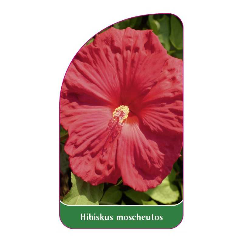 hibiscus-moscheutos-czerwony-bylinowy1