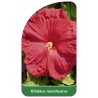 hibiscus-moscheutos-czerwony-bylinowy1