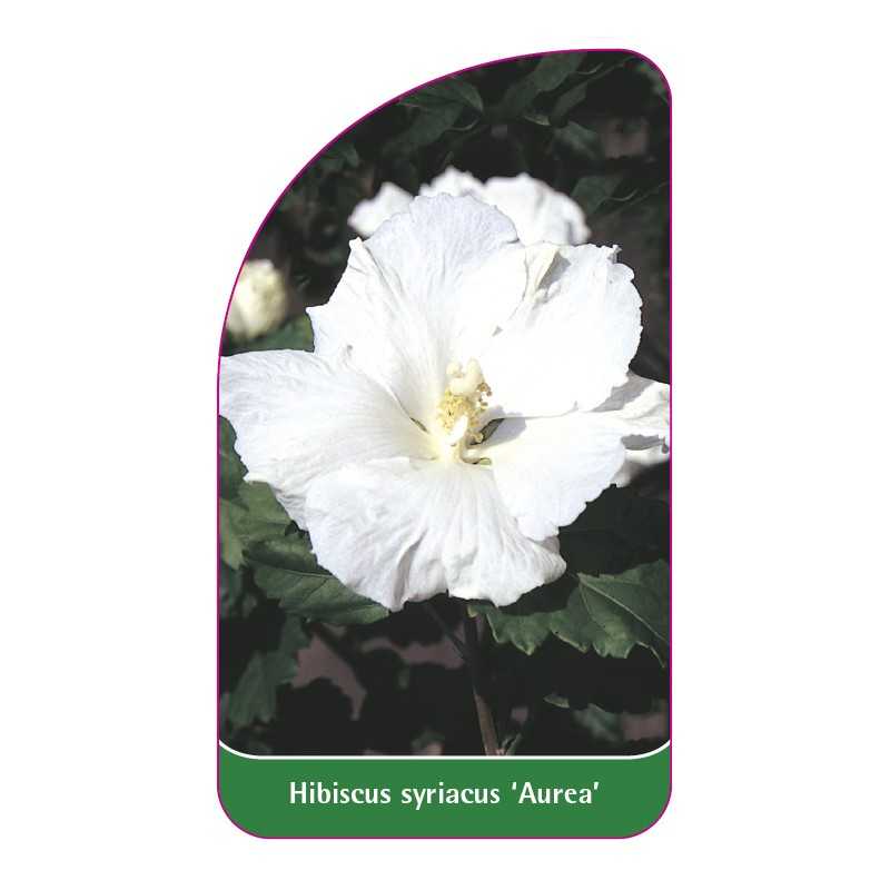 hibiscus-syriacus-aurea-1