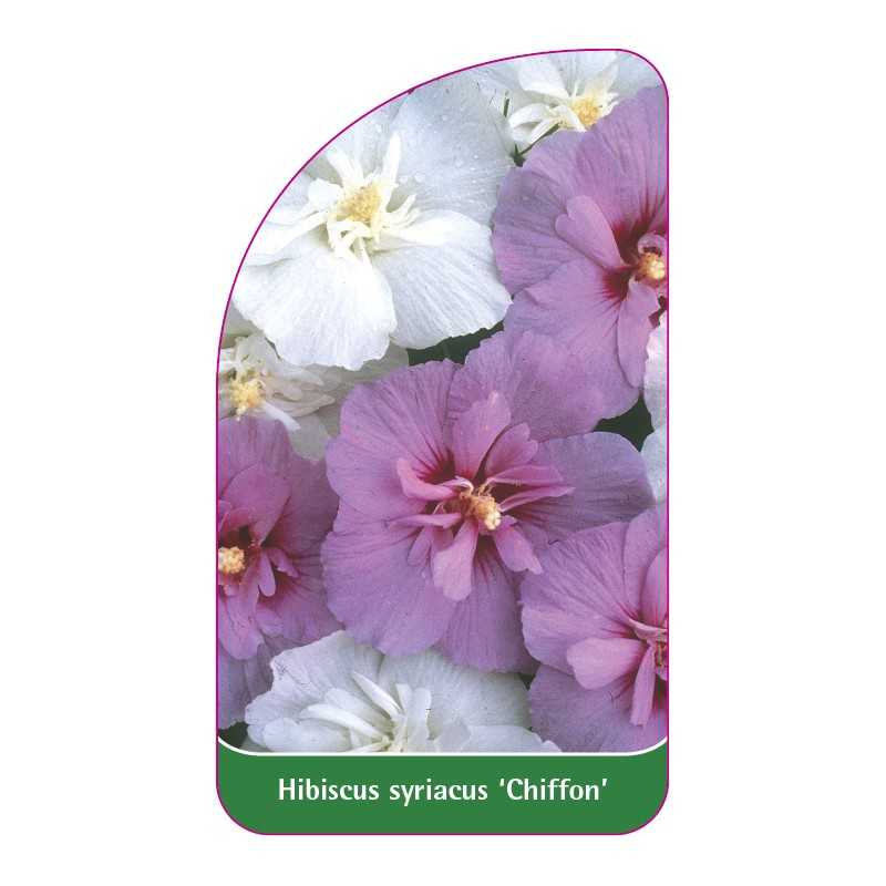 hibiscus-syriacus-chiffon-1