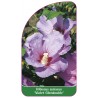 hibiscus-syriacus-violet-glendouble-1