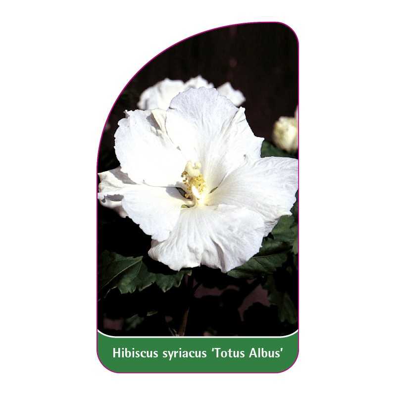 hibiscus-syriacus-totus-albus-1