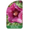 hibiscus-syriacus-pink-giant-flogi1