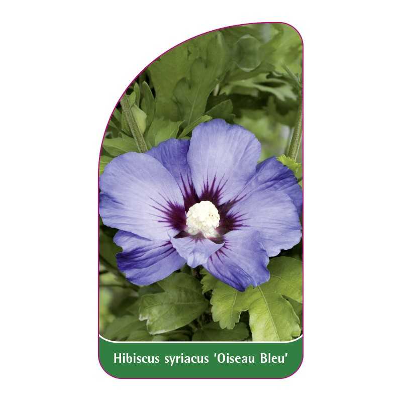 hibiscus-syriacus-oiseau-bleu-1