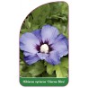 hibiscus-syriacus-oiseau-bleu-1