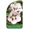 hibiscus-syriacus-mathilda-1