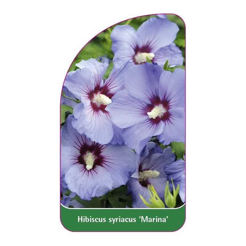 hibiscus-syriacus-marina-b1