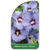 hibiscus-syriacus-marina-b1