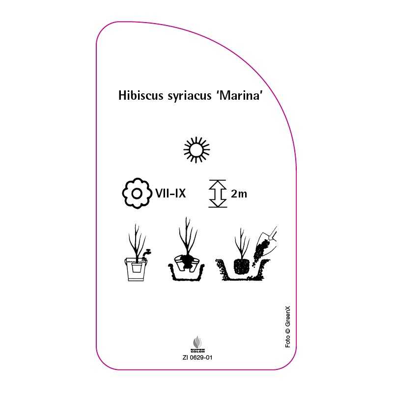 hibiscus-syriacus-marina-b0