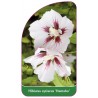 hibiscus-syriacus-hamabo-1