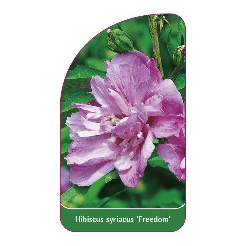 hibiscus-syriacus-freedom-1