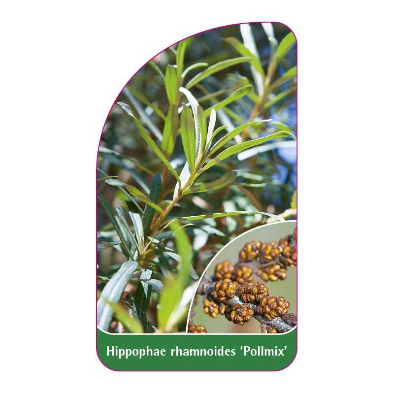 hippophae-rhamnoides-pollmix-1