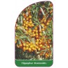 hippophae-rhamnoides1