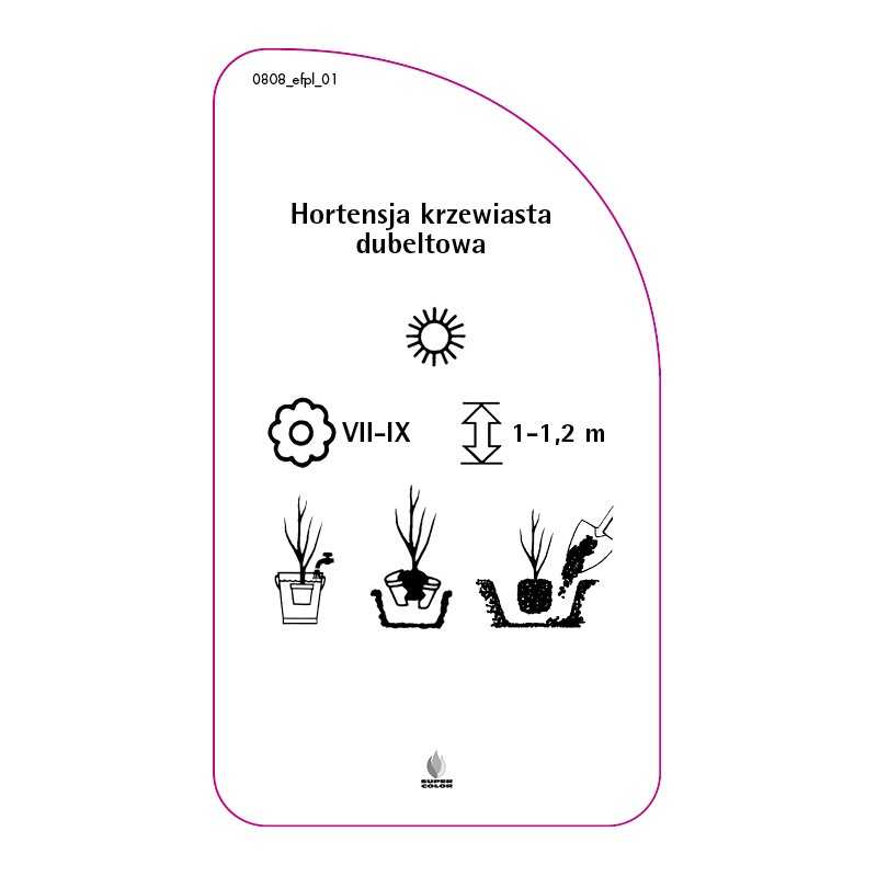 hortensja-krzewiasta-dubeltowa0