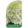 hydrangea-mont-blanc-1