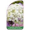 hydrangea-arborescens-strong-annabelle-incrediball-1