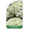 hydrangea-arborescens-hills-of-snow-1