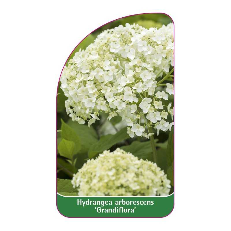 hydrangea-arborescens-grandiflora-1