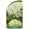 hydrangea-arborescens-grandiflora-1