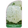 hydrangea-arborescens-annabelle-b1