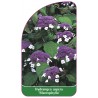 hydrangea-aspera-macrophylla-1