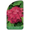 hydrangea-macrophylla-rot1