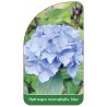 hydrangea-macrophylla-blau1